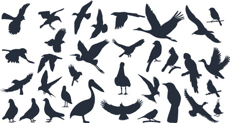 set of silhouettes of birds of different breeds, vector