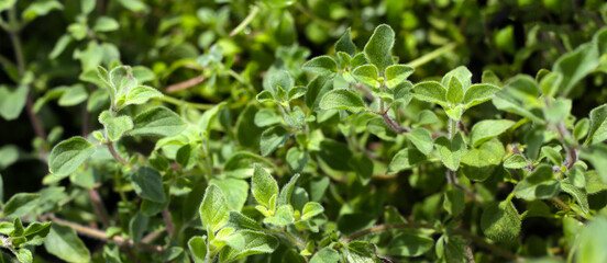 Fototapeta na wymiar Fresh oregano herbs in the garden