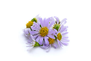Marguerite daisy flower on white background.