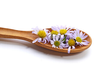 Obraz na płótnie Canvas Marguerite daisy flower in wooden spoon on white background.