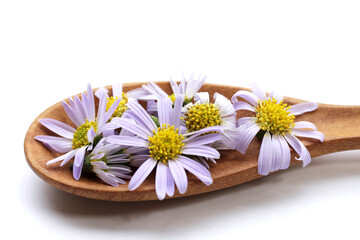 Marguerite daisy flower in wooden spoon on white background.