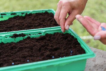 Planting seeds in plastic containers
