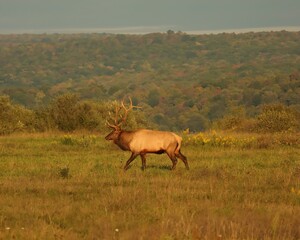 Majestic Rocky Mountain Bull Elk Clearfield County PA During Fall Autumn Rut Breeding Season