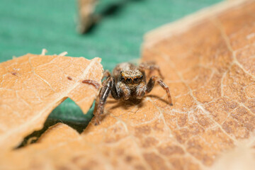 Artistic close ups of a jumping spider or Salticidae, a common spider species all over the world....