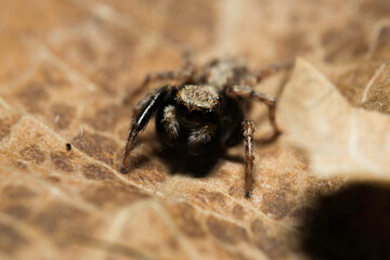 Artistic close ups of a jumping spider or Salticidae, a common spider species all over the world. Very cute spider and very friendly. Halloween is comming.
