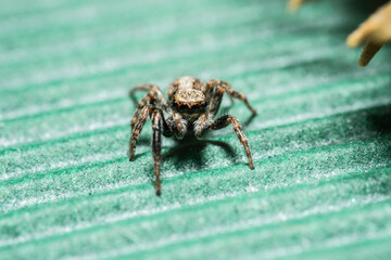 Artistic close ups of a jumping spider or Salticidae, a common spider species all over the world. Very cute spider and very friendly. Halloween is comming.
