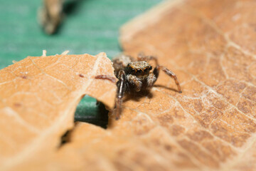 Artistic close ups of a jumping spider or Salticidae, a common spider species all over the world. Very cute spider and very friendly. Halloween is comming.

