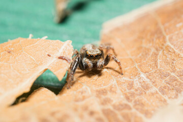 Artistic close ups of a jumping spider or Salticidae, a common spider species all over the world. Very cute spider and very friendly. Halloween is comming.
