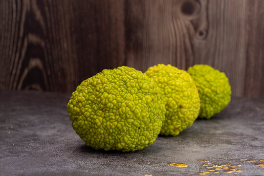 The fruit of the False Orange Tree, Maclura pomifera, is a large-crowned tree species from the Moraceae family that can grow up to 20 m tall.