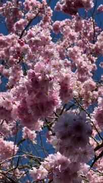 Soft focus, sakura color, spring. background of pink flowers.