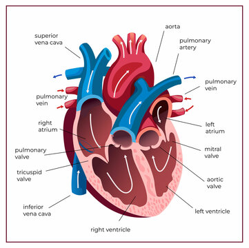 Human heart anatomy. Medical illustration. Educational poster.