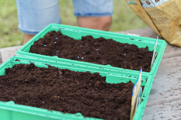 Planting seeds in plastic containers