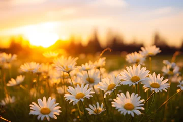 Foto auf Leinwand A landscape of white daisy blooms in a field with the setting sun in the background. © Dinusha