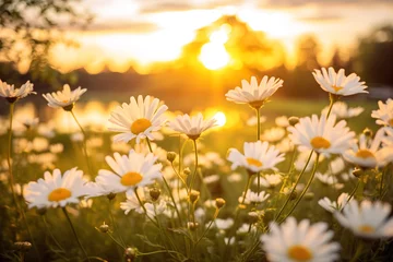 Foto op Aluminium A landscape of white daisy blooms in a field with the setting sun in the background. © Dinusha
