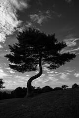 landscape with tree silhouette