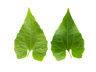 Double sided green leaves on transparent background, foliage texture