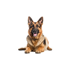 German Shepherd dog breed no background