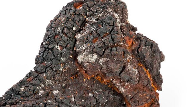 Distancing chaga mushroom on a white background.
