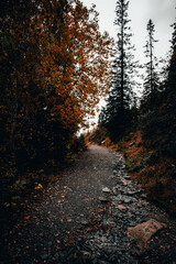 chemin dans la forêt en automne
