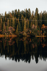 forêt automnale au bord du lac