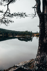 Arbre au bord du lac