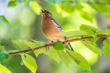 Common chaffinch, Fringilla coelebs, sits on a branch in spring on green background. Common chaffinch in wildlife.
