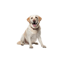 Labrador Retriever dog breed no background