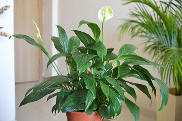 peace Lilly plant in house with blooming flowers