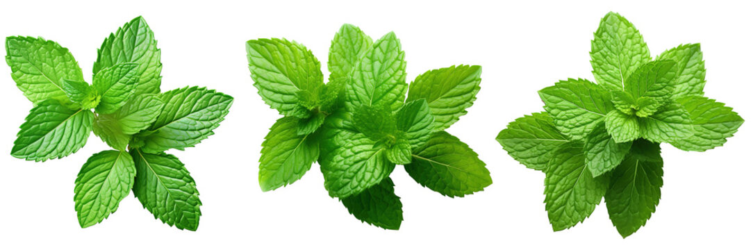 Fresh mint leaves PNG