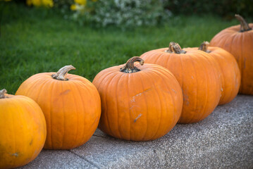 Closeup of pumpkins alignment in a pubic garden