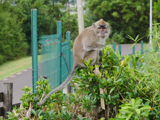 Mauritius macaque monkey in its natural habitat at Trou aux Cerfs Curepipe Mauritius