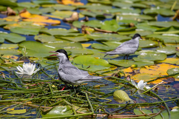 Turkey - Denizli - Tern birds (Sterna hirundo) living in Işıklı lake .