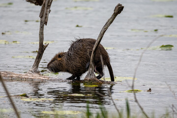 Myocastor coypus-Coypu-Ragondin-IUCN=LC-M133_001_001