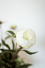 A white rose is photographed close up. One rose. Suitable for postcards