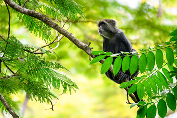 Blue Monkey sitting on a branch amongst foliage in the Arusha National Park in Tanzania
