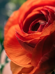 A red rose is photographed close up. One rose. Suitable for postcards