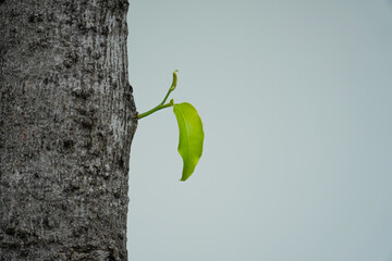 Young trees sapling growing on trunk of tree on white background, new life or rebirth concept