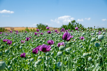 Purple poppy flowers in a field (Papaver somniferum). Poppy, agricultural crop. Blue cloudy sky background.