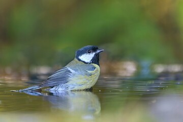 A great tit bathes in a forest pond. Parus major. a tit sits in the water on a warm summer day