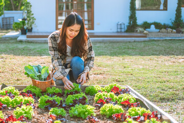 Asian Woman working in organic farm morning routine harvesting homegrown produce vegetables at Home