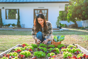 Asian Woman working in organic farm morning routine harvesting homegrown produce vegetables at Home