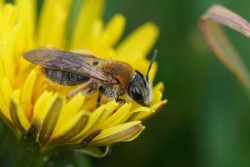Closeup of a female Andrena haemorrhoa on yellow flower of dandelion, Taraxacum officinale
