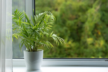 View of the window with a plant in a pot. Plants and flowers in the interior. Plant on the window...