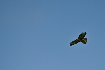 Buteo buteo-Common buzzar-/Buse variable-IUCN=LC-B030_047_016