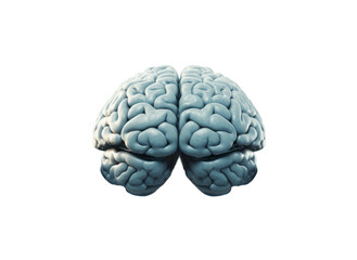 Imagen de cerebro en fondo transparente.