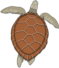 turtle illustration