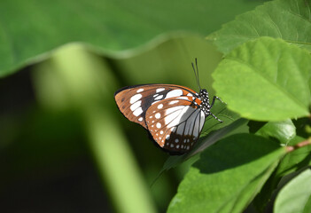 Stunning Small Black and White Butterfly in a Garden