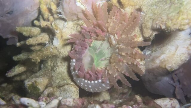 Eine Sandanemone auf einem Korallenskelett.