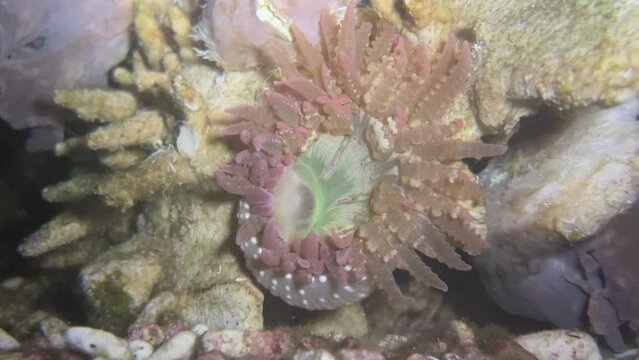 Eine Sandanemone auf einem Korallenskelett.