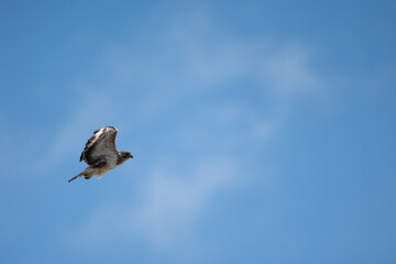 Buteo buteo-Common buzzar-/Buse variable-IUCN=LC-B030_047_016